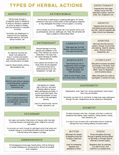 Plant Constituents - Types of Herbal Action Diy Materia Medica, Herbal Medicine Study Notes, Herbal Materia Medica, Herbal Monograph Template, Herbal Actions, Herbs And Their Uses, Herbal Formulation, Herbal Academy, Herbal Education