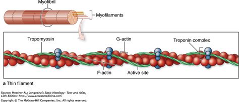 Actin Myosin, Muscular Tissue, Muscle Cell, Physiology Study, Anaerobic Respiration, Muscle Atrophy, Muscular System, Class 9, Muscle Relaxation