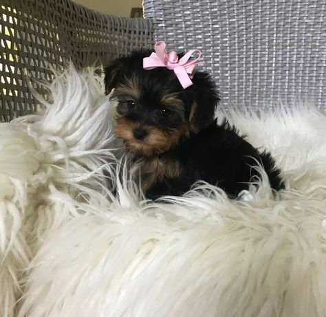 Yorkie Dog Aesthetic, Tea Cup Puppy, Yea Cup Yorkie, Cute Yorkie Puppies, Yorky Puppies, Baby Yorkies, Tea Cup Yorkie, Yorkies Puppies, Yorkie Teacup