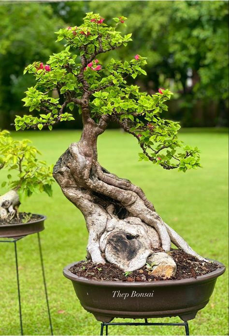 Bonsai Trees Aesthetic, Bonsai Bougenvile, Bonsai Plants Aesthetic, How To Grow Bonsai, Bougainvillea Bonsai, Bonsai Nursery, Bonsai Bunjin Style, Bonsai Forest, Bonsai Tree Types