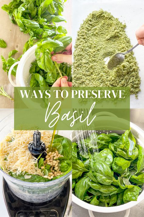 Ways to Preserve Basil - Stacy Risenmay How To Pick Basil, Storing Basil, Preserving Basil, Basil Health Benefits, Harvesting Basil, Cooking With Fresh Herbs, Dried Basil Leaves, Preserving Herbs, Growing Basil