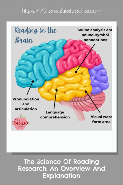 Don't know what Science of Reading is? Want to know more? Here's a Beginner's guide to the research and concepts behind the Science of Reading. Strategy Groups Reading, Resource Teacher, Synthetic Phonics, Phonological Awareness Activities, Structured Literacy, School Biology, Reading Boards, The Science Of Reading, Science Literacy