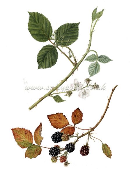 Blackberry Bramble Bush Illustration, Blackberry Vine Drawing, Blackberry Botanical Illustration, Autumn Botanical Illustration, Blackberries Drawing, Bramble Illustration, Blackberry Branch Tattoo, Blackberry Vine Tattoo, Blackberry Illustration