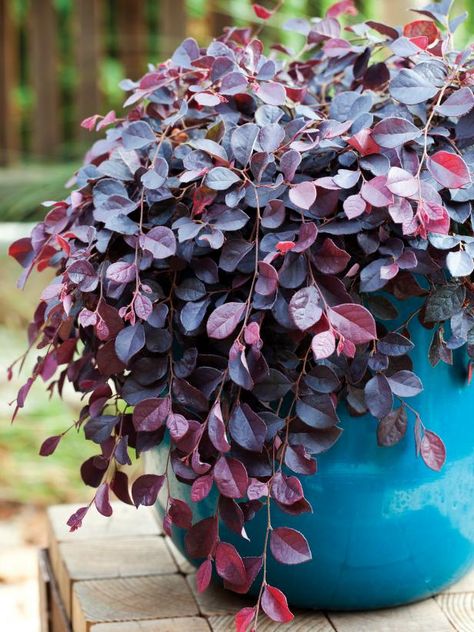 The Best Low-Maintenance Plants for Your Landscape | HGTV Purple Pixie Loropetalum, Front Porch Plants, Shade Loving Perennials, Porch Plants, Hgtv Garden, Small Shrubs, Easy Landscaping, Low Maintenance Landscaping, Garden Shrubs