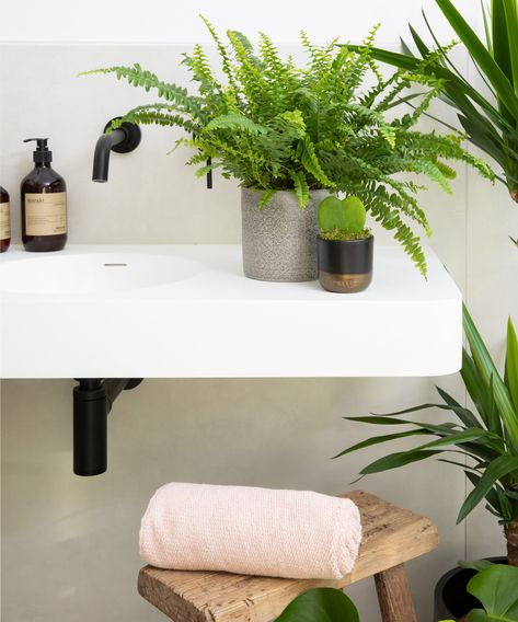 Best pet-safe indoor plants: 10 house plants to keep | Best Bathroom Plants, Dark Rooms, Acid Loving Plants, Boston Fern, Asparagus Fern, Pet Friendly House, Chinese Money Plant, Pothos Plant, Plant Images