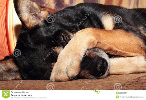 Dog covering nose. Sheep dog covering her eyes with her paw #Sponsored , #advertisement, #ADVERTISEMENT, #covering, #eyes, #paw, #nose Dog Covering Nose, Dog Side Eye, Course Template, Dog Cover, Sheep Dog, Side Eye, Dog Pin, Stock Photography Free, Her Eyes