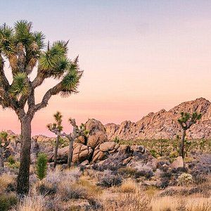 49 Palms Canyon Trail (Joshua Tree National Park) - All You Need to Know BEFORE You Go Joshua Tree Landscape, Rancho Mirage California, Alcatraz Island, Burning Sage, Yucca Valley, Tree Landscape, Mojave Desert, Disneyland Park, Joshua Tree National Park