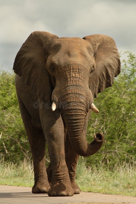 African Animals Photography, Elephant Walking, Bull Elephant, Elephant Photography, Elephant And Castle, Elephant Images, Elephant Tattoo Design, Elephant Walk, Elephant Pictures