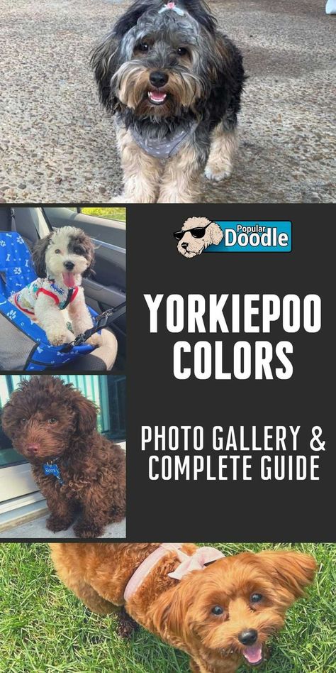 Learn about the many adorable Yorkiepoo colors and patterns! From common to rare, we'll show you photos of them all! Poodle Mix Breeds, Black Puppy, Paw Cleaner, Yorkie Poo, Muddy Paws, Colors And Patterns, Poodle Mix, Irish Setter, Dark Brown Color