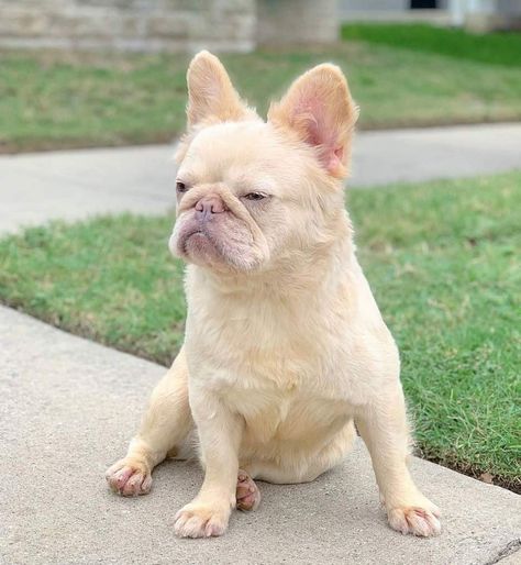 Long Haired Frenchie, Long Haired French Bulldog, Fluffy Frenchie, Frenchie Puppies For Sale, French Bulldog Rescue, Bulldog Images, French Bulldog Mix, French Bulldog For Sale, Hair French