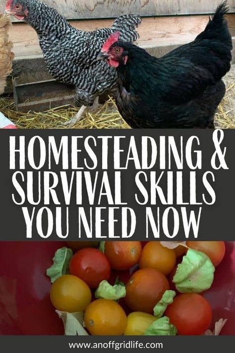 Living Off The Grid Homestead Survival, Doomsday Prepping Ideas Homestead Survival Food Storage, Self Sufficient Skills, Homestead Journal, Homesteading Skills Frugal Living, How To Start A Homestead With No Money, Self Sustaining Garden Homestead Survival, Survival Homestead, Preparedness Plan