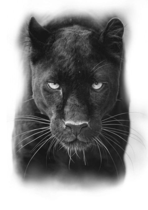 Black Panther Realism Tattoo, Black Pantha Tattoo Women, Half Panther Face Tattoo, Black Panther Chest Tattoo, Panther Realism Tattoo, Feminine Panther Tattoo For Women, Black Panther Face Tattoo, Panter Tattoo Men, Panther Eyes Tattoo