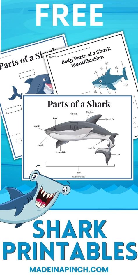 Free Shark Printables! Need an easy way to make Shark Week even more fun for kids? This free shark printable pack teaches kids all about shark anatomy! There's also the option to grab more shark-themed activities & coloring pages to help make this annual celebration one of the best weeks of the year. These free printable shark color pages are perfect for shark week or anytime. #freeprintables #sharks #sharkweek Types Of Sharks Poster, Shark Week Theme Preschool, Homeschool Shark Unit, Shark Unit Study For Kids, Shark Learning Activities For Kids, Toddler Shark Activities, Shark Week Activities For Toddlers, Free Shark Printables, Shark Week Preschool