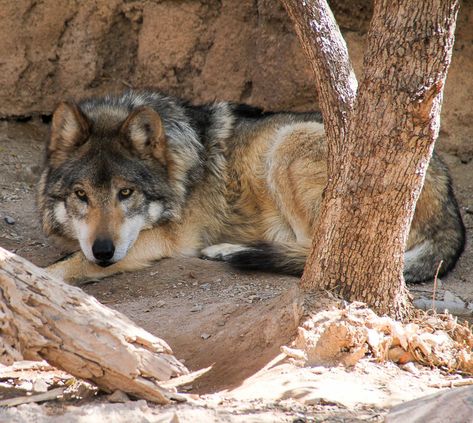 Mexican Grey Wolf, Wolf Lying Down, Desert Wolf, Gray Wolf, Mexican Wolf, Ancient Egypt Pyramids, Mexican Gray Wolf, Wolf Poses, North American Animals