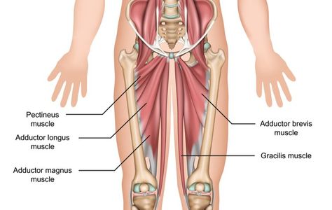 Piriformis Syndrome Exercises, Adductor Workout, Myofascial Release Massage, Hip Flexor Exercises, Straight Leg Raise, Isometric Exercises, Core Strengthening Exercises, Piriformis Syndrome, Home Exercises