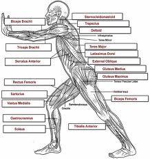 Lateral muscle chart - labeled Muscular System Labeled, Apologia Anatomy, Human Body Muscles, Muscle Diagram, Yoga Anatomy, Musculoskeletal System, Human Body Anatomy, Muscular System, Muscle Anatomy