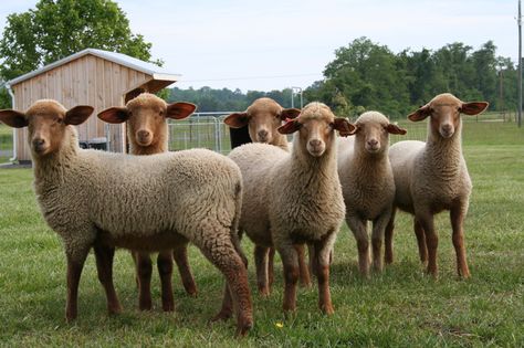 Tunis lambs ~ Old Quarter Farm Lottsburg Virginia Tunis Sheep, Teacup Pigs, Sheep Breeds, Show Cattle, Dairy Goats, Pig Farming, Showing Livestock, Mini Pigs, Sheep Farm