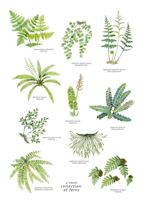 Fern poster Wall art Fern Print Plant Printable Art | Etsy Mosaic Fern Leaf, Painted Fern Plant, Potted Fern Tattoo, Fern Drawing Botanical Illustration, Fern Types, Fern Sketch, Gouache Practice, Plant Leaf Identification, Fern Drawing