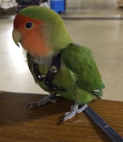 Lovebird "Mic" wearing his Leathers4Feathers harness at the Exotic Bird Show. Bird Harness, Dog Picture, Cute Small Animals, Cute Dog Pictures, Exotic Bird, Pet Bird, Small Animals, Bird Species, Love Birds