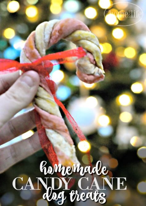 These homemade candy cane dog treats are so fun and easy to make for your pets during the holidays via firsthomelovelife.com Candy Cane Dog Treats, Puppy Cakes, Pup Treats, Puppy Training Schedule, Christmas Dog Treats, Christmas Yummies, Natural Pet Care, Doggie Treats, Cat Nutrition