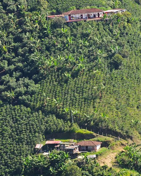 From farm ➡️ cup, we show you every step of the coffee process! ☕️🇨🇴♥️ Try a cup of Encantado Coffee and experience the enchantment of ethically sourced, specialty coffee. 100% Colombian, from the soil it's grown in to where we roast it. 🇨🇴 #colombiancoffee #SpecialtyCoffee #Encantadocoffee #encantadoexperience #ejecafetero #paisajeculturalcafetero #Colombia #coffeeaxis #coffeefarm #singleorigincoffee #salaminacaldas #coffeelover #ilovecoffee #ethicalcoffee #sustainablecoffee #coffeebreak #... Coffee Process, Visit Colombia, Colombian Coffee, Coffee Farm, Single Origin Coffee, The Enchantments, Specialty Coffee, Speciality Coffee, The Soil