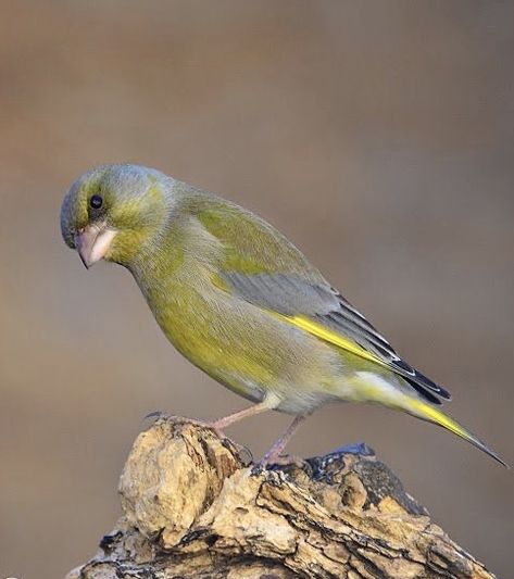 Hawfinch, Greenfinch, Siskin, Chaffinch, Bullfinch, Mediterranean Garden, Goldfinch, Bird Photography, Wild Birds