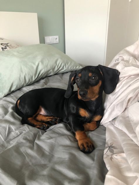 Black And Tan Mini Dachshund, Dachshund Dog Aesthetic, Dashund Dog Aesthetic, Dashaund Dogs, Weener Dogs Puppies, Wiener Dog Aesthetic, Weiner Dog Aesthetic, Winner Dogs Dachshund, Dashund Dogs