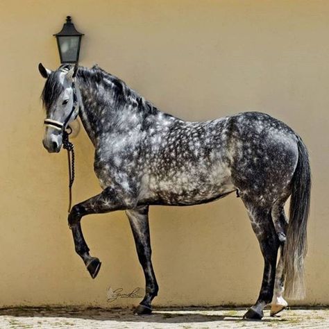 Dapple Grey Horses, Rare Horses, Andalusian Horse, Most Beautiful Horses, Grey Horse, Majestic Horse, All The Pretty Horses, Horse Crazy, Majestic Animals