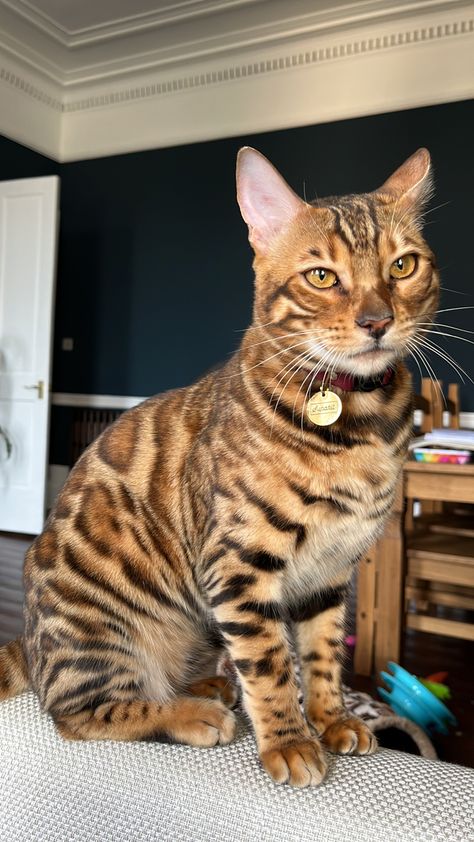 Bengal cat