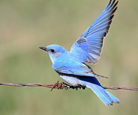 20 Beautiful Pictures of Bluebirds - Birds and Blooms Wings Board, Nightwing Aesthetic, Backyard Flowers Beds, Wing Drawing, Cow Pasture, Juniper Wood, Hatching Chicks, Eastern Bluebird, Backyard Flowers