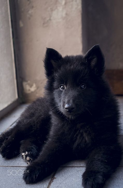 Belgian Shepherd Puppy, Black German Shepherd Puppies, Black German Shepherd Dog, H And M, Black German Shepherd, Belgian Shepherd, Sopot, Best View, West Highland Terrier