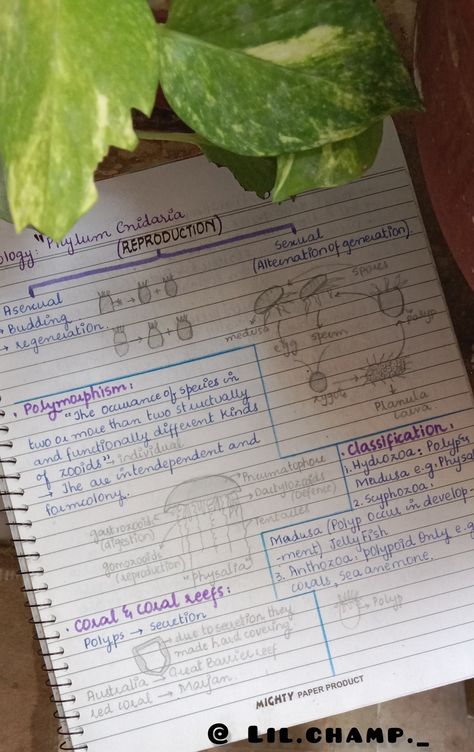 Hand written note You can buy full lenght notes PDF format msg or email me💕 Cnidaria, Sea Anemone, Hand Written, Study Notes, Note Writing, Coral Reef, Red Coral, Anemone, Jellyfish