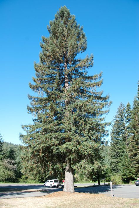 Sitka spruce (Picea sitchensis) is a large, coniferous, evergreen tree growing to almost 100m (330ft) tall with a trunk diameter at breast height that can exceed 5m (16ft). It is by far the largest species of spruce and the fifth-largest conifer in the world. Its name is derived from the community of Sitka in southeast Alaska, where it is prevalent. Evergreen Landscape, Spruce Tree, Sitka Spruce, Old Trees, Evergreen Trees, Fir Tree, Photo Tree, Green Garden, Growing Tree