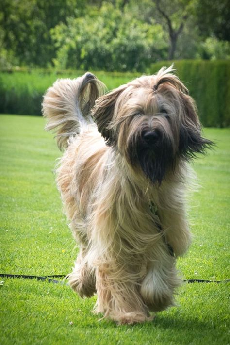 Dogs To Draw, Briard Dog, Tibet Terrier, Loyal Dog Breeds, Dog Types, Beautiful Dog Breeds, Dogs Big, Huge Dogs, Hypoallergenic Dogs