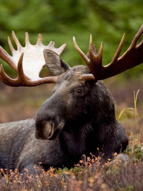 Environmental Crisis, Moose Pictures, Moose Hunting, Deer Species, Bull Moose, Moose Antlers, Deer Family, Mule Deer, Manx