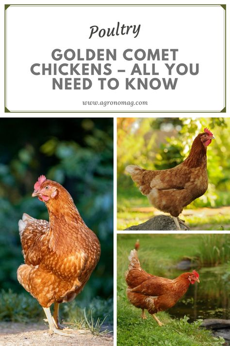 Comet Chicken, Golden Comet Chicken, Raise Chickens, Egg Production, Chicken Breeds, Need To Know, Egg, Chicken