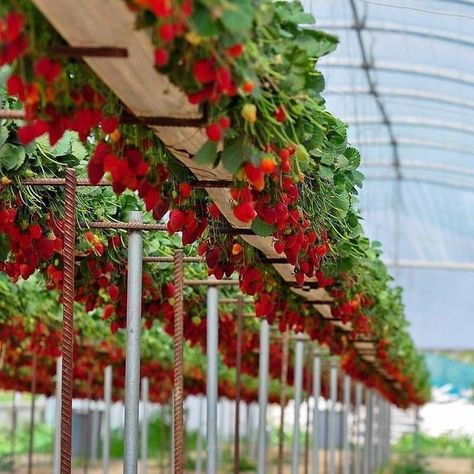 Growing Strawberries Indoors, Hydroponic Strawberries, Succulent Garden Indoor, Strawberry Garden, Diy Raised Garden, Growing Strawberries, Strawberry Plants, Veg Garden, Home Vegetable Garden