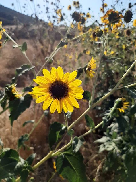 Wild sunflowers grace the Anza Valley | Valley News Wild Sunflowers, Wild Sunflower, Garden 2023, Painting References, Flowers Tattoo, Garden Plans, Mary Shelley, Vibrant Green, Tattoo Inspo