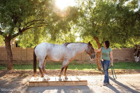 Out of the Wild Part 2: Think Like a Mustang Trainer - Horse Illustrated Horse Pens, Horse Hoof, Mustang Horse, Western Pleasure, Wild Mustangs, Horse Owner, Epsom Salt, Horse Training, Show Horses