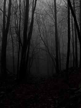 Woods Dark, Scary Woods, Creepy Woods, Lost Forest, Dead Forest, Haunted Woods, Wood Path, Dark Forest Aesthetic, Scared Of The Dark