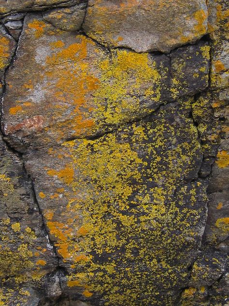 Minnesota Nature, Nature Patterns, Lichen Moss, Mountain Landscape Photography, Organic Structure, Rock Textures, Textiles Artwork, Hunter Gatherer, Bio Art