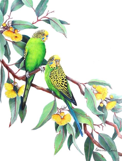 Color Pencil Drawing Ideas, Pencil Drawing Ideas, Parrots Art, 2018 Calendar, Drawing Faces, Parakeets, Australian Birds, Bird Artwork, 수채화 그림