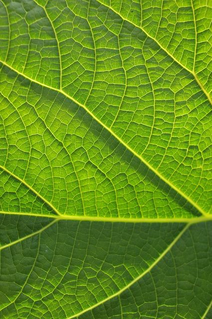 This is a close up of a leaf. I love how the veins look like the inside of a plant cell which I have also been looking at. Leaf Close Up Texture, Spring Texture, Close Up Leaves, Texture Plant, Leaves Texture, Leaf Close Up, Plant Cells, Green Leaf, Leaf Structure