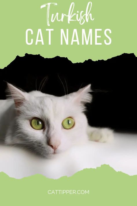 Muslim Cat Names, Islamic Cat Names, Male Cat Names Unique, Kitten Names Boy, Best Cat Names, Turkish Cat, Cat Name Ideas, Boy Cat Names, Girl Cat Names