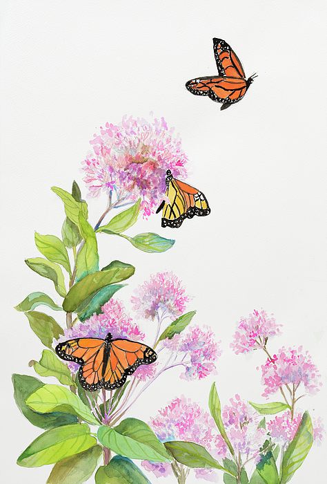 Lungs With Butterflies, Butterflies On Flowers Drawing, Milkweed Painting, Milkweed Watercolor, Watercolor Butterfly Painting, Milkweed Drawing, Monarch Watercolor, Butterfly And Flower Painting, Biodiversity Art