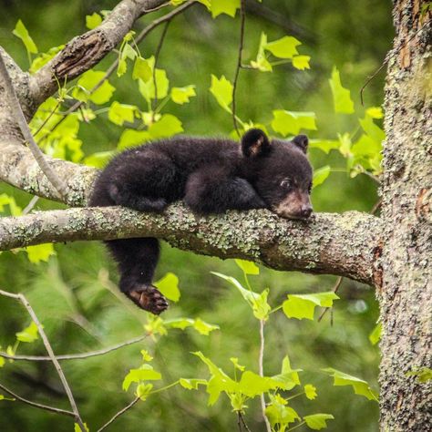 You know it’s spring when baby bears are out! This cute cub is lounging in a tree at Great Smoky Mountains National Park in Tennessee. Mother bears and their cubs usually emerge from their winter dens in late March to early April. Photo by Matt & Delia Hills (www.sharetheexperience.org). Photo Ours, Animals Sleeping, Black Bear Cub, Baby Bears, Sleeping Bear, Black Bears, Bear Pictures, Bear Cub, Baby Animals Funny