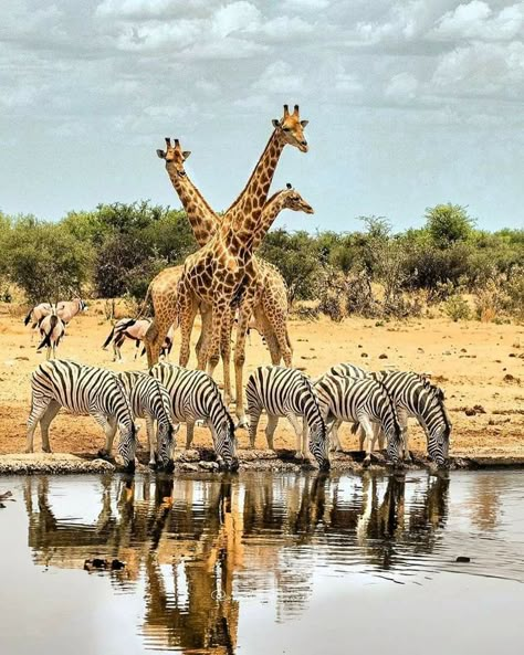 African Animals Photography, National Geographic Animals, Etosha National Park, Africa Wildlife, Wild Animals Pictures, Africa Safari, African Wildlife, African Animals, Wildlife Animals