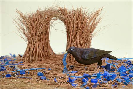 Bowerbirds take their name from the extravagantly decorated bowers they use to attract mates. Bowerbird Nest, Bowerbird Blues, Bower Birds, Bower Bird, Visual Illusion, Daycare Ideas, Interesting Animals, Bird Crafts, Fall 24