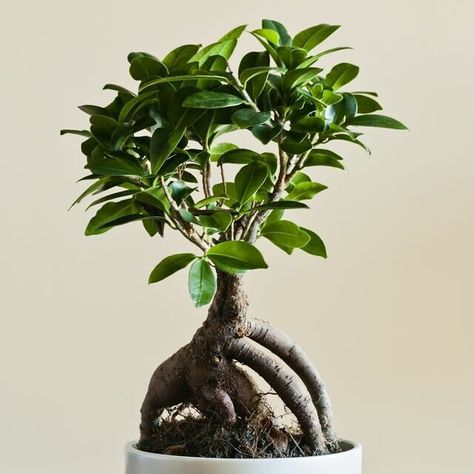 SUMMER SALE Ginseng Ficus Bonsai Miniature Tree. This beauty looks terrific and requires minimal care when compared to other bonsais. by OrchidStuffPlus on Etsy Ginseng Ficus Bonsai, Ginseng Ficus, Ficus Ginseng, Ficus Bonsai, Bonsai Ficus, Ancient Japanese Art, Dendrobium Orchids, Miniature Trees, Plant Lighting