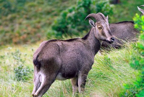 Animals From India | Kerala Tourism Info Nilgiri Tahr, Rare Species Of Animals, Animal Atlas, Horned Animals, Holiday Destinations In India, South India Tour, Indian Animals, 1st April, India Kerala